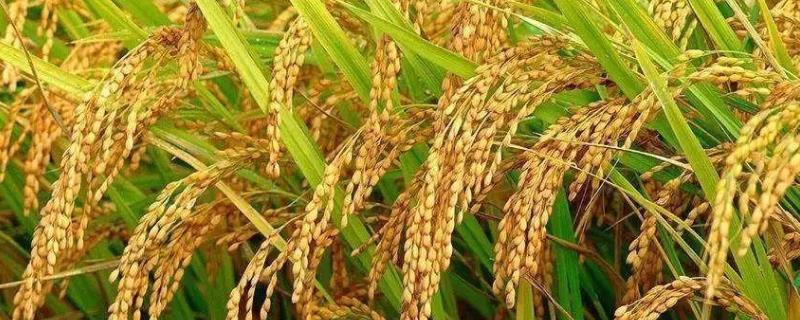 11片叶长粒香水稻品种 11片叶的稻花香