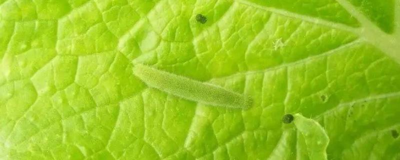 菜青虫冬天去了哪里，会变成蝴蝶吗（菜青虫冬天去了哪里?）