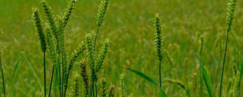 小麦三大病害，分别如何防治 小麦的常见病害以及防治方法