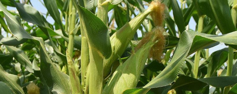 黑龙江2350积温的玉米品种 适合黑龙江第四积温带种植的玉米品种