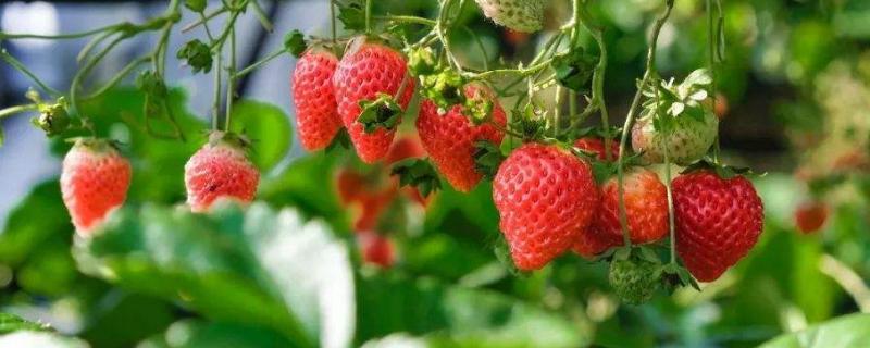 草莓种植技术，种植多久可以收获