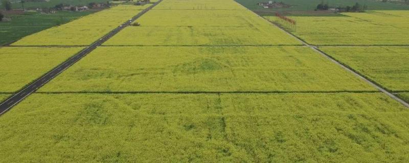 高标准基本农田建设项目，农田建设属于什么类别工程