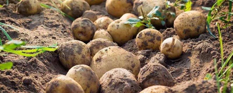 土豆的管理与施肥 土豆的追肥和管理