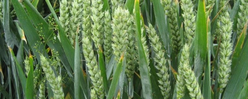 中原丰1号小麦品种，附麦种特性（中原丰一号小麦审定公告）