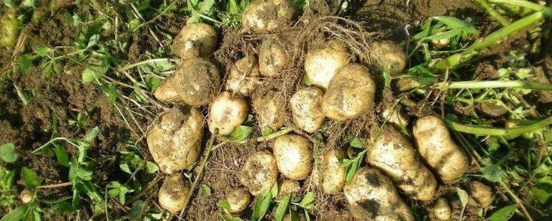 土豆用什么肥料高产，土豆怎么种植（土豆用啥肥料种增产）