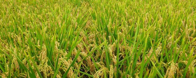 优质水稻品种，太空水稻是怎么种的（太空水稻的优点从何而来）