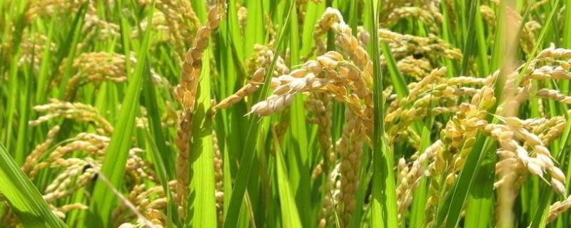 赣优735水稻品种
