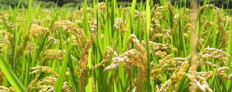 旱稻一亩收多少斤，附种植技术（旱稻每亩能收多少斤）