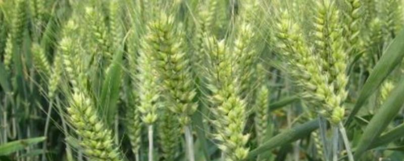 4199小麦品种亩产能收多少斤，附简介（小麦419新品种产量有多高）