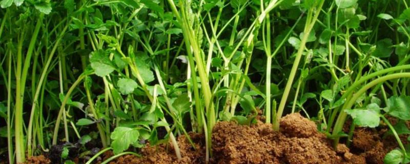 芹菜如何种植，种植多久可以收获（芹菜种植技术和种植时间农广天地）
