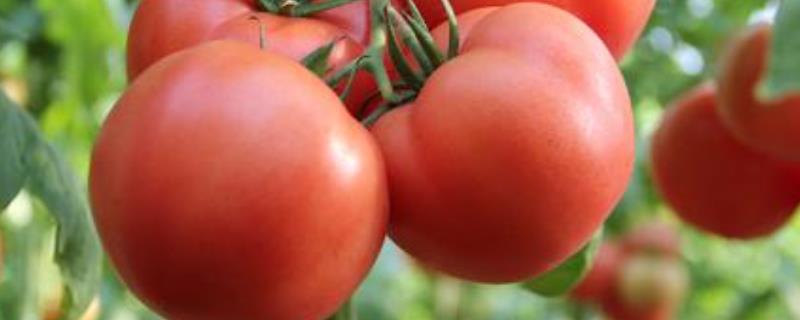 蕃茄栽培技术，种植多久可以上市 番茄种植多久开花结果