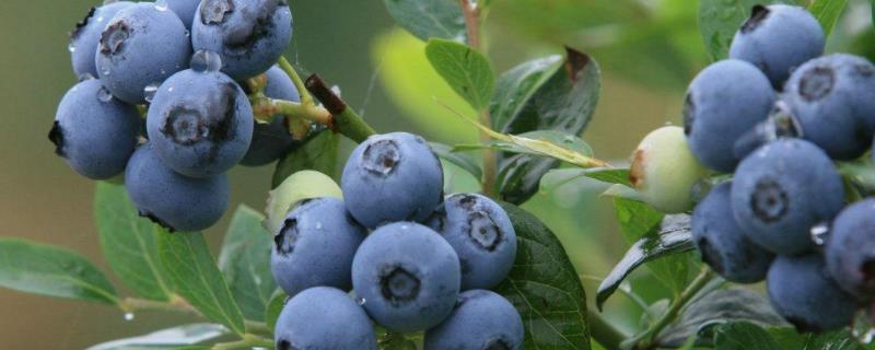 蓝莓的种植条件和种植技术要求 蓝莓种植技术及条件