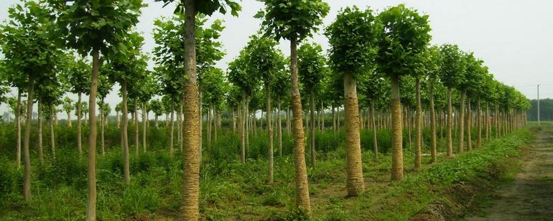 法桐病虫害，什么时候种植好（法桐常见病虫害防治）