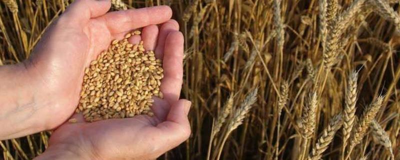 小麦种子亩用量，泡水多久能种 小麦种子亩用量,泡水多久能种好