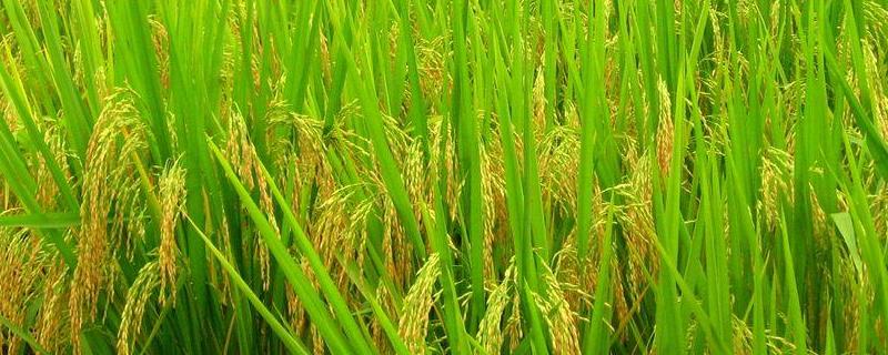 广东19香水稻品种（广东常规稻19香）