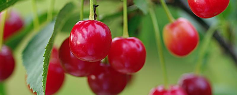樱桃种植技术和适宜气候条件 樱桃适应什么地区栽培