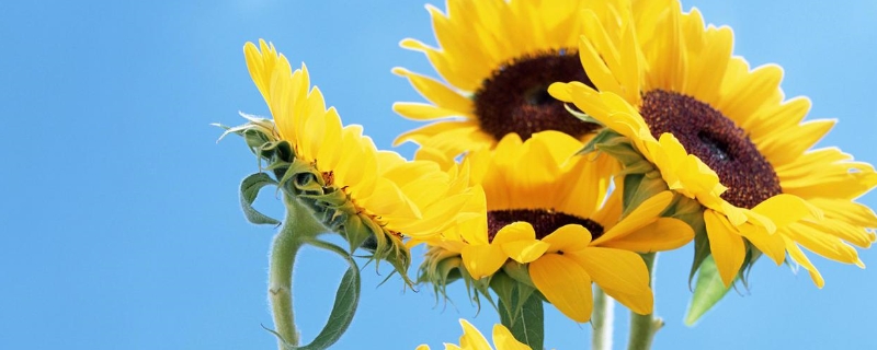 碱地里面适合种什么 碱地里面适合种什么草