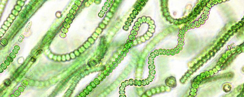 蓝细菌有叶绿体吗，和蓝藻一样吗（蓝细菌有叶绿体吗,和蓝藻一样吗）