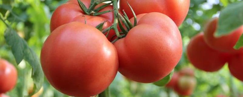 西红柿种植技术，怎样育苗 西红柿的育苗技术