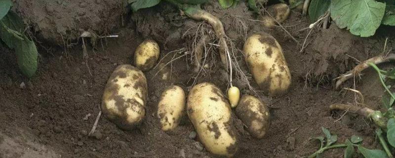 土豆种植技术，土豆发芽了还能吃（土豆种植技术,土豆发芽了还能吃不）