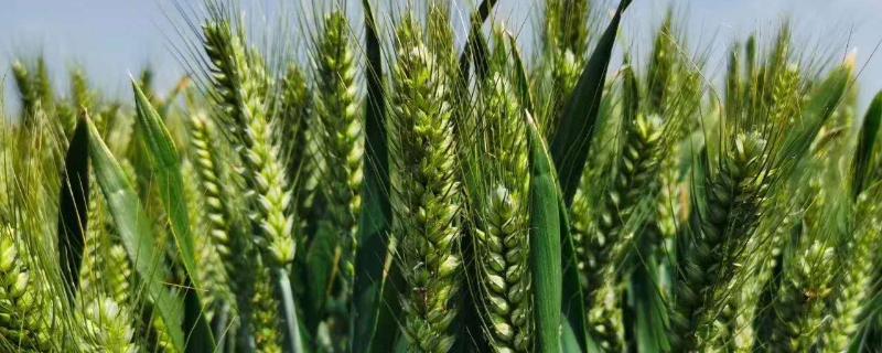 山农37小麦种品种介绍（小麦小麦品种山农37）