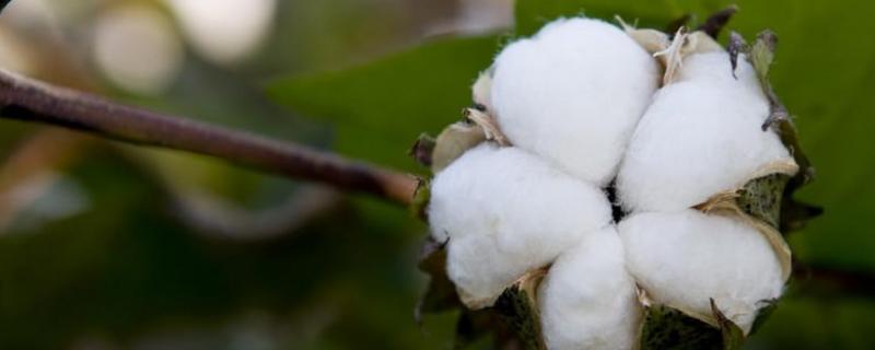 棉花怎么种植，适合哪些地方种植 棉花怎么种植,适合哪些地方种植呢