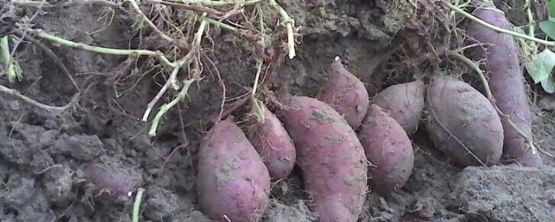 栽红薯最合适的垄距，施什么肥料好（红薯种植垄距）