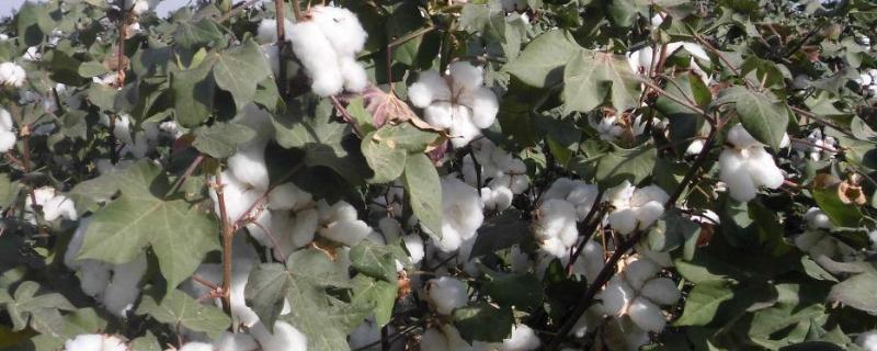 棉花种植时间和方法，附区位条件 棉花种植时间和生长期