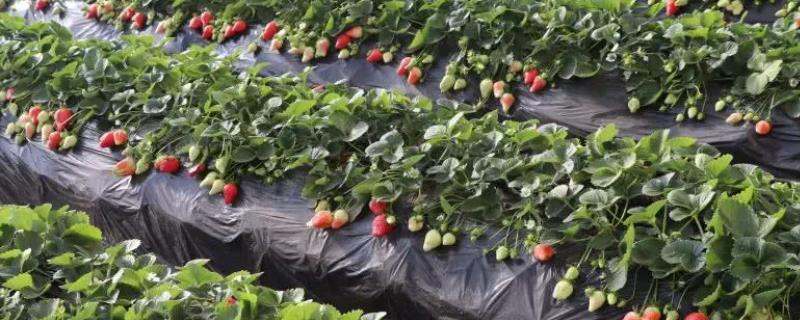 种植草莓的技术和日常管理方法（新手怎么种植草莓）