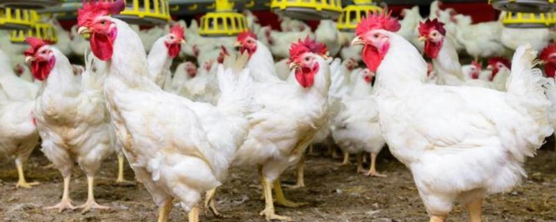 新手养鸡过程，如何选择斗鸡苗 新手养鸡过程,如何选择斗鸡苗种类