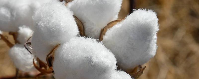 新疆棉花种植区的分布特点及原因，有什么优势