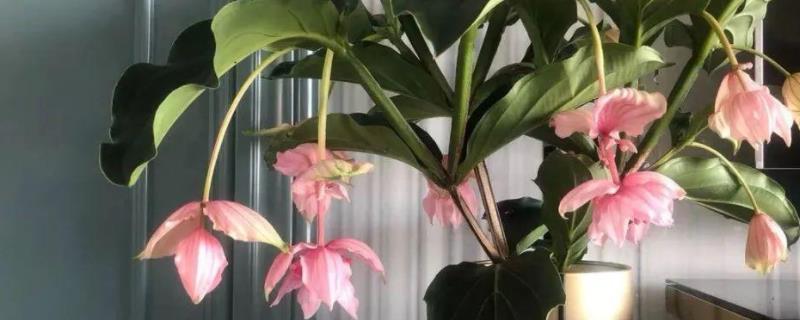 花卉宝莲灯的养护，附种植方法 花卉宝莲灯的养护,附种植方法是什么