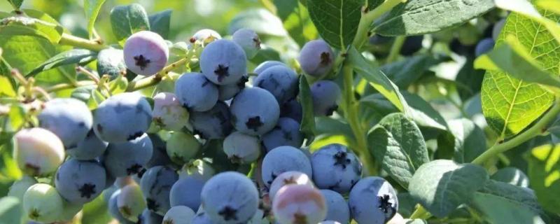 蓝莓种植条件和区域，附种植技术（蓝莓种植技术及条件）