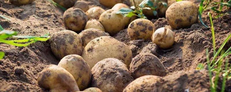 土豆的种植技术，发芽了还能吃吗 土豆的种植技术,发芽了还能吃吗有毒吗