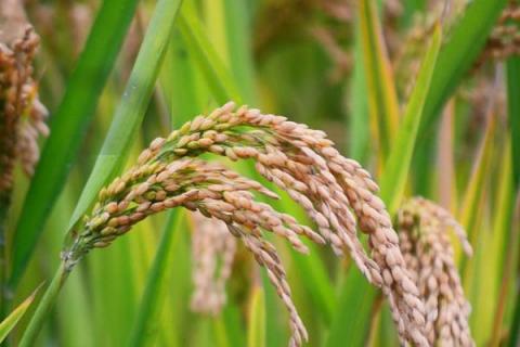 早熟100天水稻品种