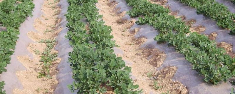 地膜种菜步骤，地膜种菜有什么好处 地膜蔬菜种植