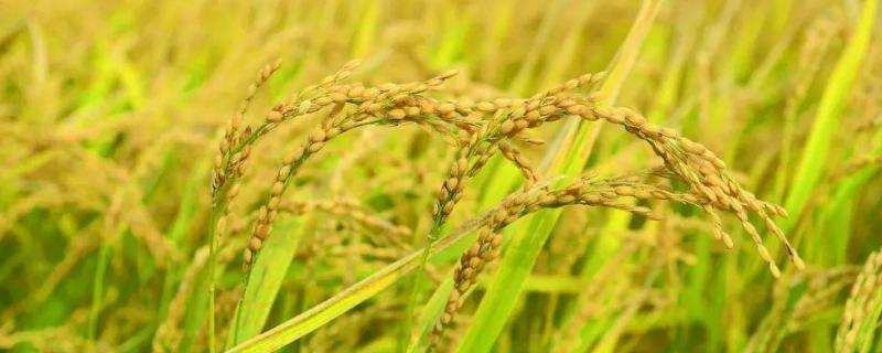 早熟100天水稻品种 早熟100天水稻品种产量
