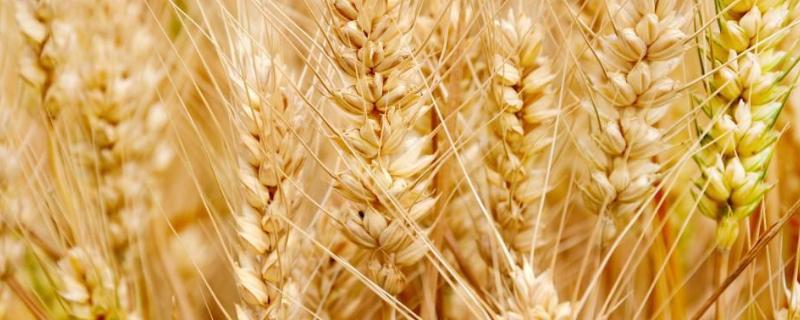 2020徐麦35平均亩产多少，附简介 徐麦35麦种多少钱一斤
