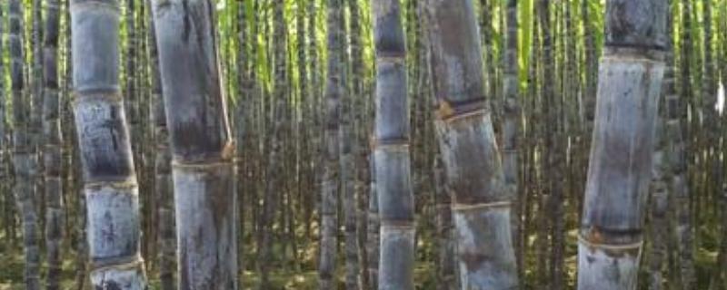 甘蔗裂口打什么药，是什么原因（甘蔗裂开需要用什么药）