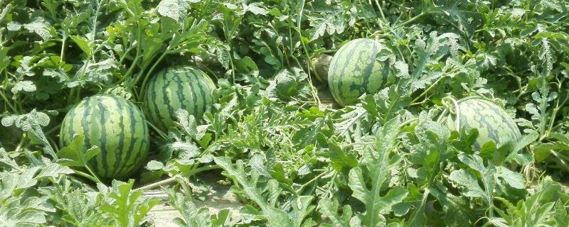 新地甜陆露西瓜品种介绍 甜陆露西瓜种子