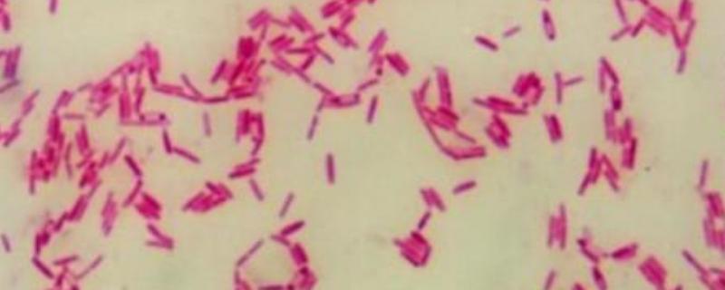 芽孢杆菌活化红糖比例,具体怎么活化 芽孢杆菌用红糖发酵多长时间用效果最好