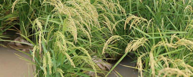 水稻亩产最高是多少，中国哪里一年三季水稻