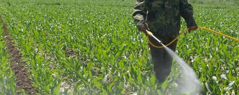 玉米除草剂几小时下雨不影响药效 玉米除草剂用后几小时下雨会失效