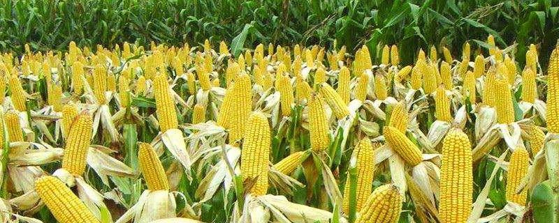 玉米种上几天会长出来，多少天成熟 玉米种下去多久长出来