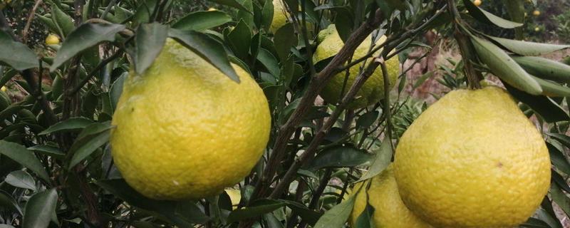 黄金贡柚产品介绍，怎么栽培 黄金贡柚高产栽培技术