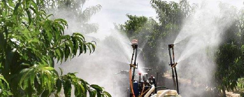 枯叶病用什么药，是什么原因引起的（枯叶病是怎么形成的）