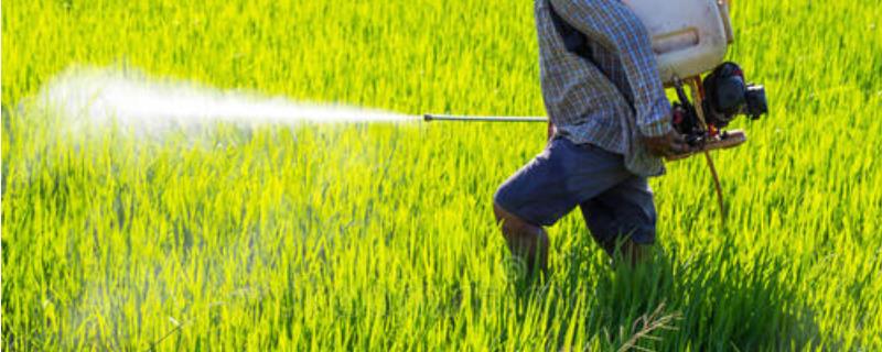 除虫菊酯多久毒性消失，能杀什么虫 除虫菊酯 deet