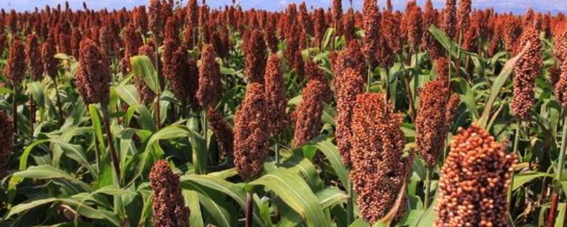 高梁米一亩地多少产量，什么时间种 高粱每亩产多少斤