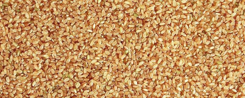 小麦储存水分标准（小麦安全储存水分标准）