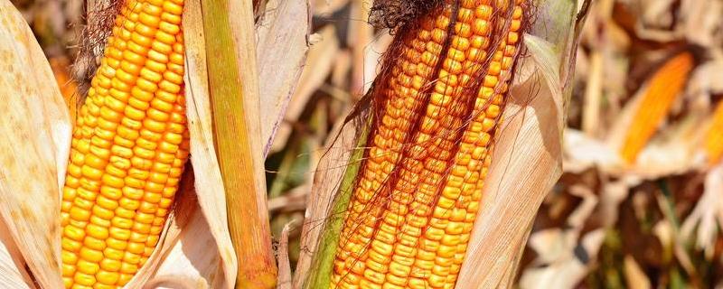 玉米品种，成熟的标准是什么 玉米种子质量标准